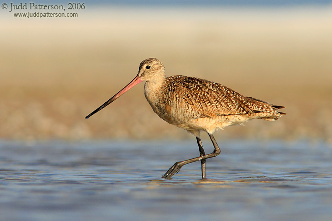 Marbled Godwit, Fort De Soto Park, Florida, United States