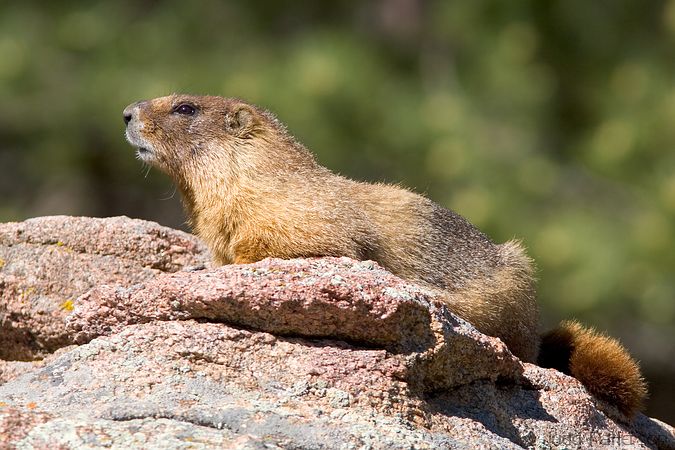 Yellow-bellied Marmot, Rocky Mountain National Park, Colorado, United States