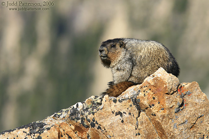 Hoary Marmot, Banff National Park, Alberta, Canada