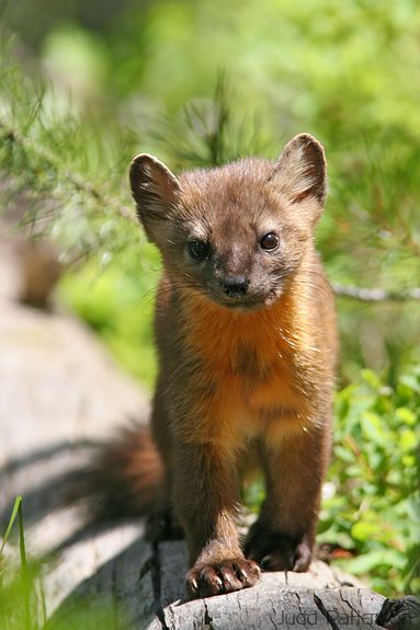 American (Pine) Marten, Grand Teton National Park, Wyoming, United States