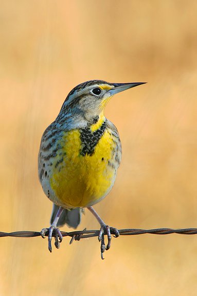 Western Meadowlark, Ottawa County, Kansas, United States