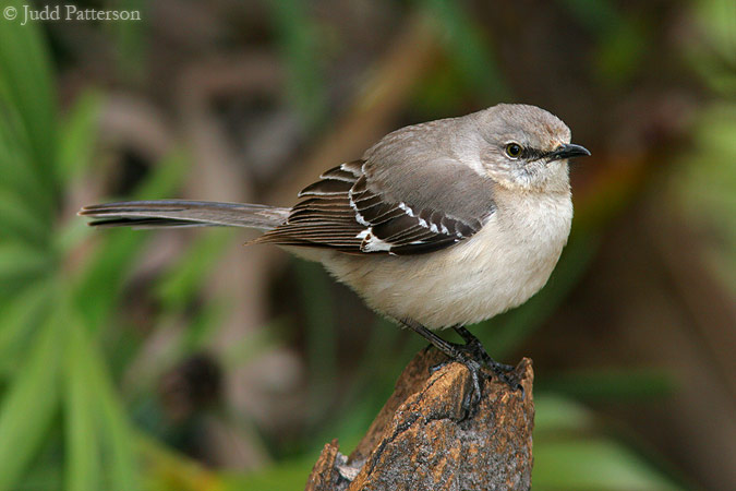 Northern Mockingbird, Okeeheelee Park, West Palm Beach, Florida, United States