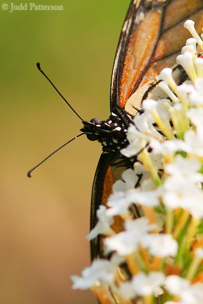 Monarch Peek-a-Boo, Oakdale Park, Salina, Kansas, United States