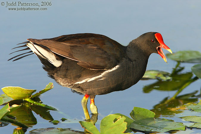 Common Moorhen, Wakodahatchee Wetlands, Delray Beach, Florida, United States