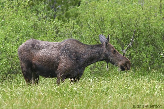Moose, Grand Teton National Park, Wyoming, United States