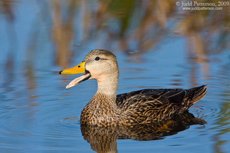 Mottled Duck, Green Cay Wetlands, Florida, United States