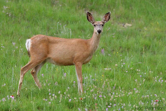 Mule Deer, Custer State Park, South Dakota, United States