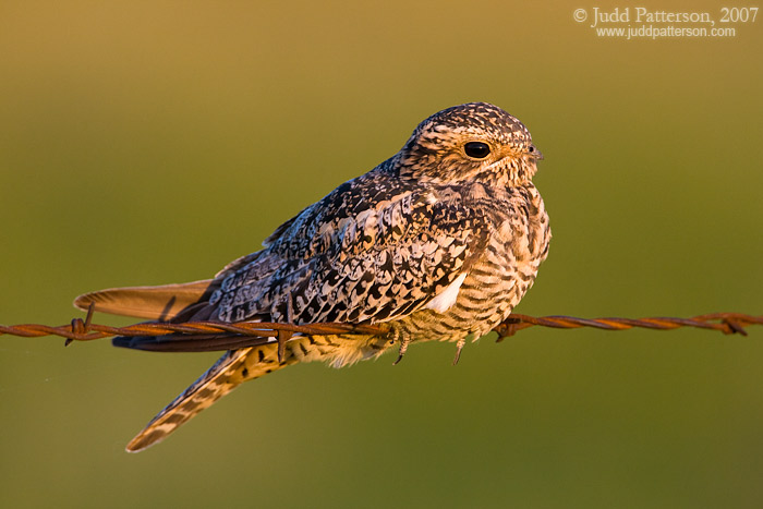 Common Nighthawk, Konza Prairie, Kansas, United States