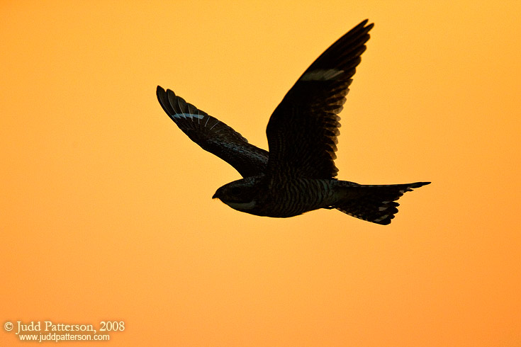 Common Nighthawk, Konza Prairie, Kansas, United States