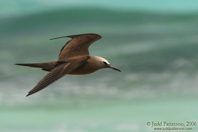 Brown Noddy, Dry Tortugas National Park, Florida, United States