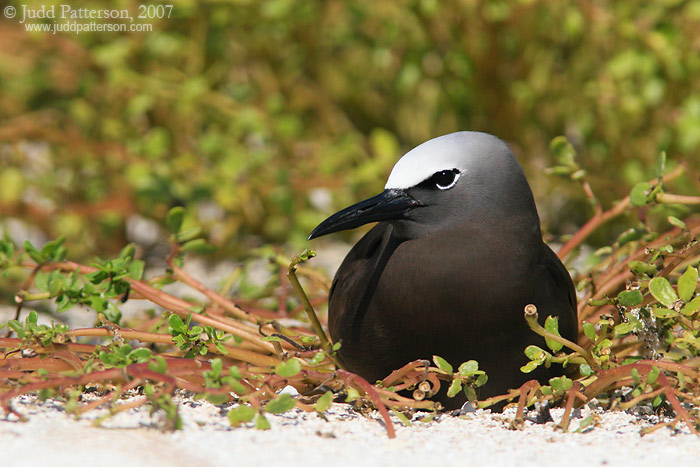 Nesting Noddy, Dry Tortugas National Park, Florida, United States