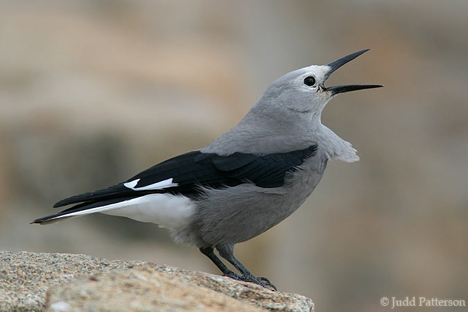 Clark's Nutcracker, Rocky Mountain National Park, Colorado, United States