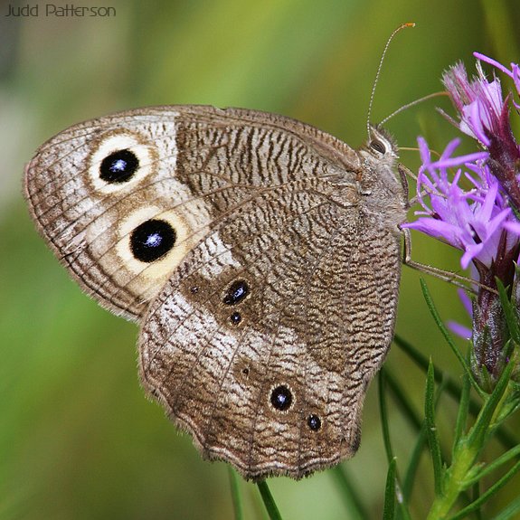 Common Wood-Nymph, Konza Prairie, Kansas, United States