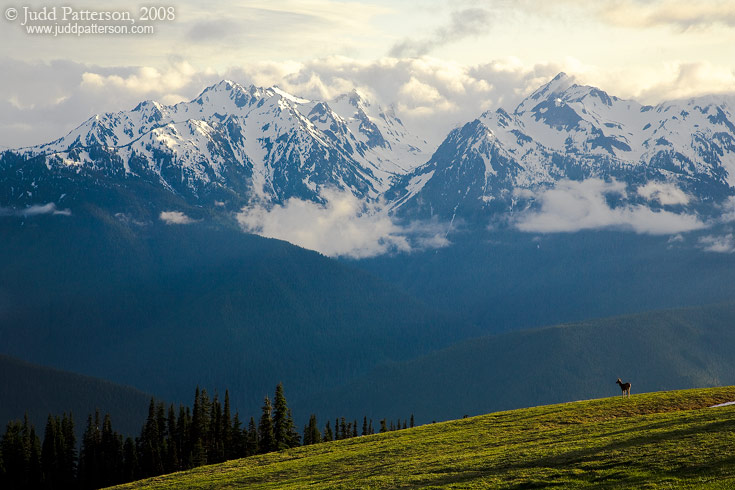 Olympic, Olympic National Park, Washington, United States