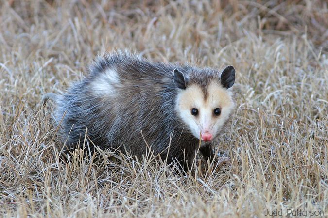 Virginia Opossum, Konza Prairie, Kansas, United States