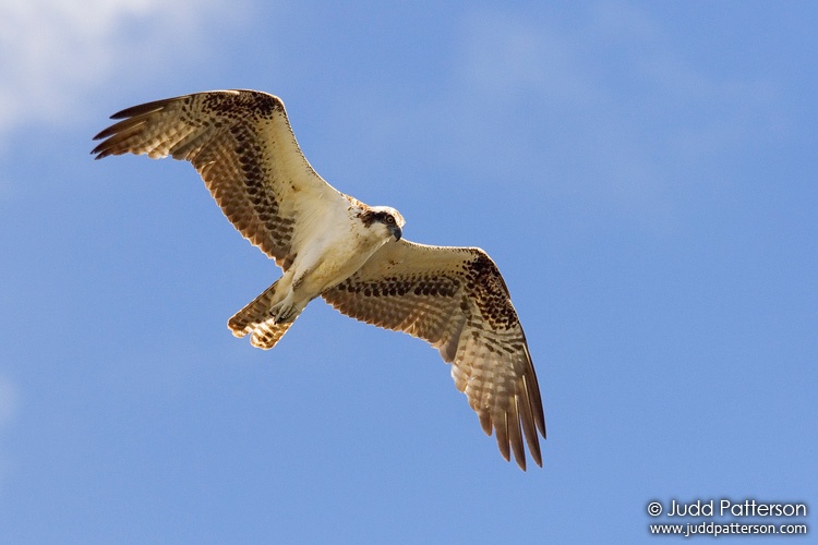 Osprey, Everglades National Park, Florida, United States