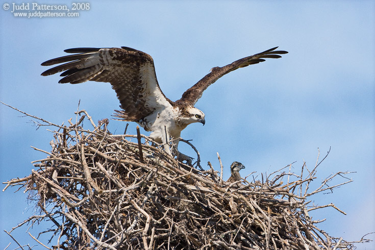 Osprey Family, Everglades National Park, Florida, United States