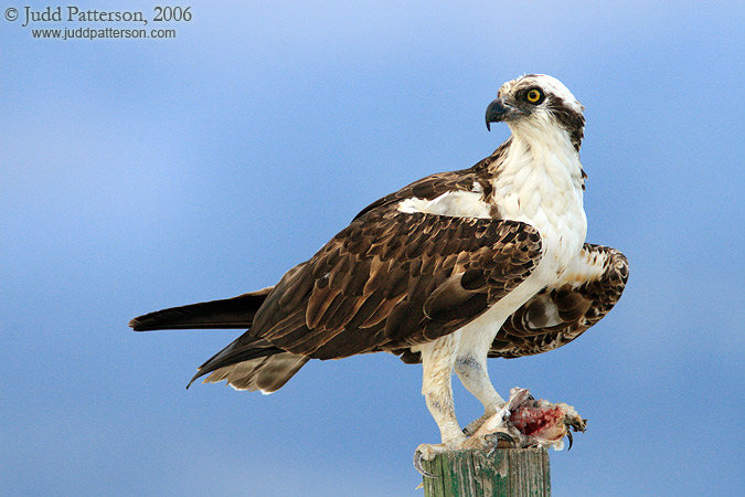 Osprey, Tigertail Beach, Marco Island, Florida, United States