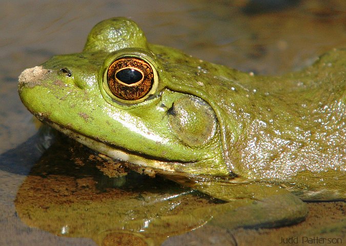 Bullfrog, Tuttle Creek State Park, Kansas, United States
