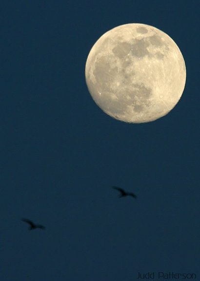 Nighthawks Hunting for Insects while a Full Moon Rises, Konza Prairie, Kansas, United States