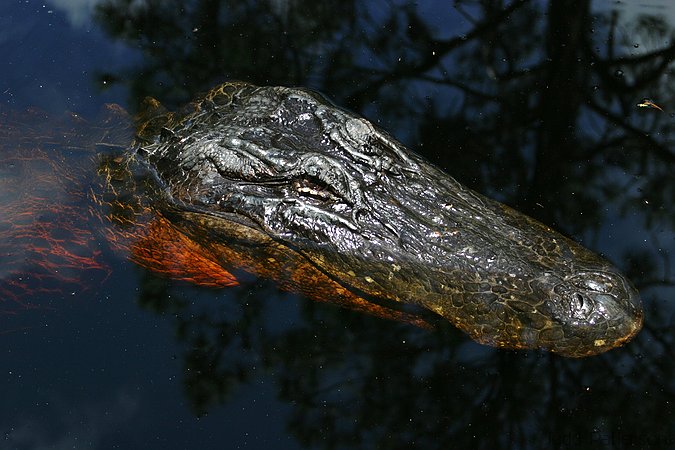 One-eyed Joe, Okefenokee Swamp, Georgia, United States
