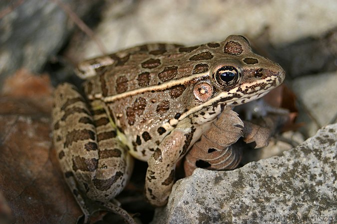 Pickerel Frog, Tuttle Creek State Park, Kansas, United States