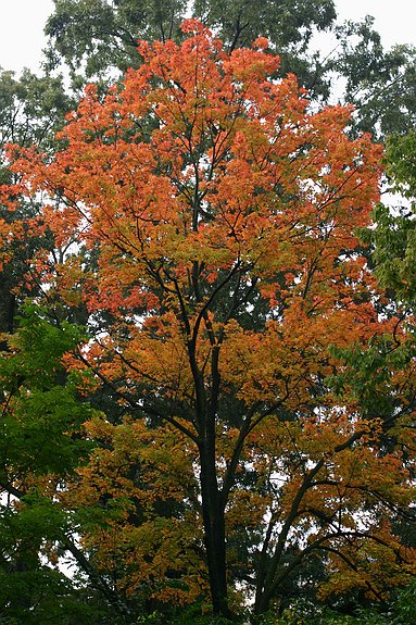 Tree of Fire, Manhattan, Kansas, United States
