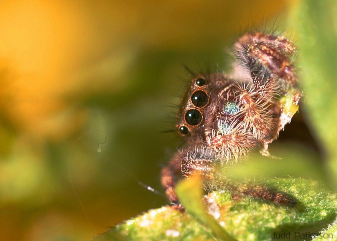 Jumping Spider, Lakewood Park, Kansas, United States