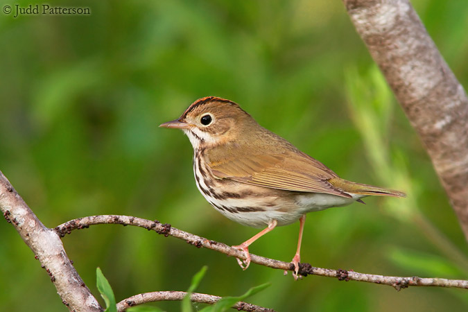 Ovenbird, Bill Sadowski Park, Miami, Florida, United States