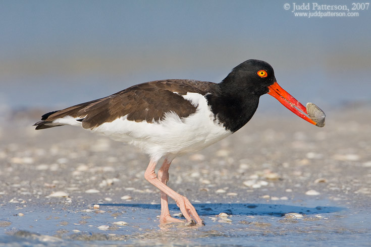 American Oystercatcher, Fort De Soto Park, Florida, United States