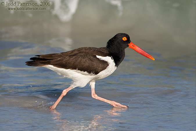 American Oystercatcher, Fort De Soto Park, St. Petersburg, Florida, United States