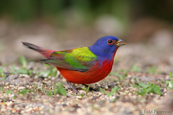 Painted Bunting, Okeeheelee Park, West Palm Beach, Florida, United States