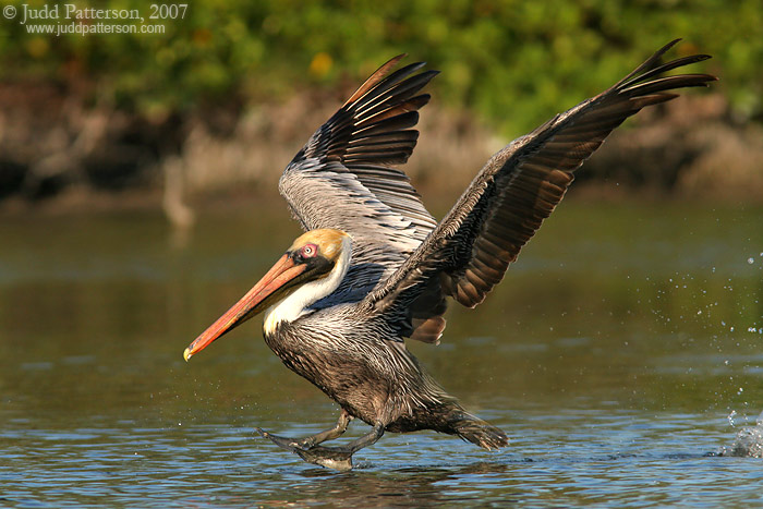 Landing Gear Down..., Little Estero Lagoon, Florida, United States