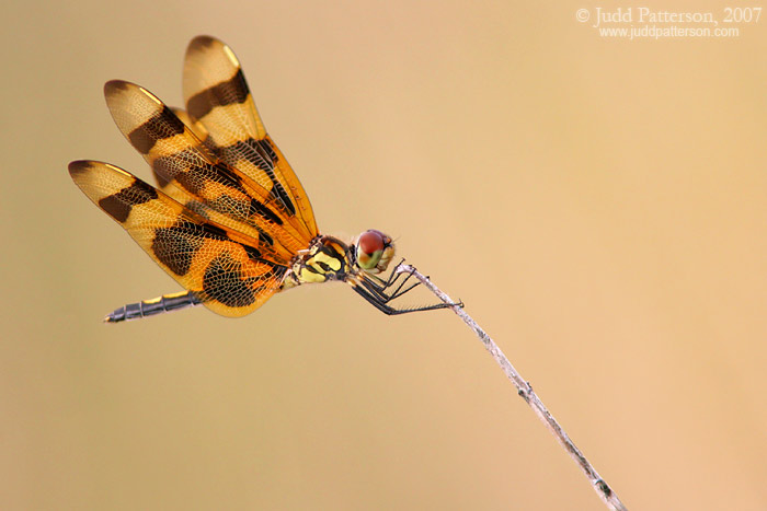 Halloween Pennant, Everglades National Park, Florida, United States