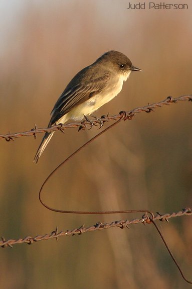 Eastern Phoebe, Konza Prairie, Kansas, United States