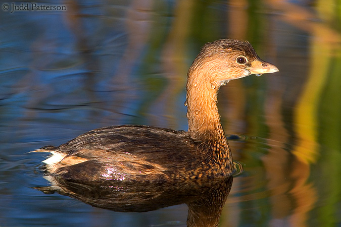 Pied-billed Grebe, Everglades National Park, Florida, United States