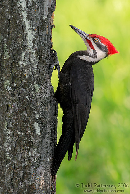 Pileated Woodpecker, Banff National Park, Alberta, Canada