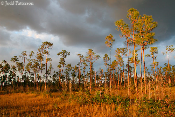 Golden Pines, Everglades National Park, Florida, United States