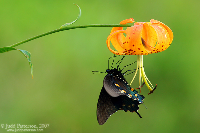 Fleeting Visit, Great Smoky Mountains National Park, Tennessee, United States