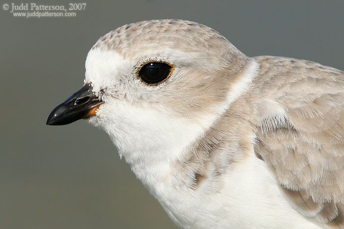 Piping Close-up, Fort De Soto Park, Florida, United States