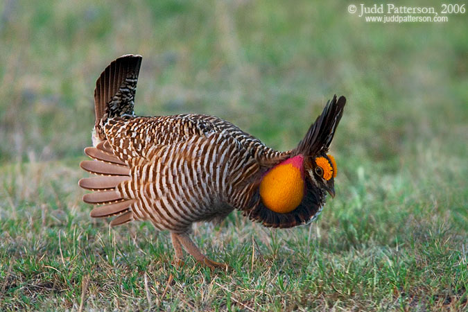 Greater Prairie-chicken, Konza Prairie, Kansas, United States