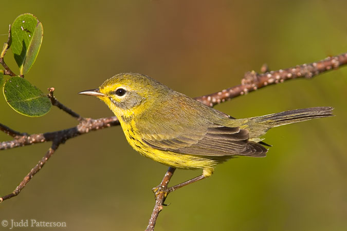 Prairie Warbler, Big Cypress National Preserve, Florida, United States