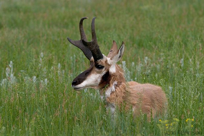 Pronghorn, Custer State Park, South Dakota, United States