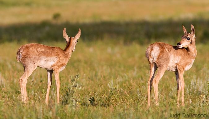 Pronghorn Twins, Custer State Park, South Dakota, United States