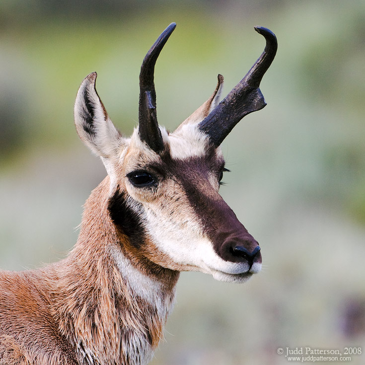 Pronghorn, Yellowstone National Park, Wyoming, United States