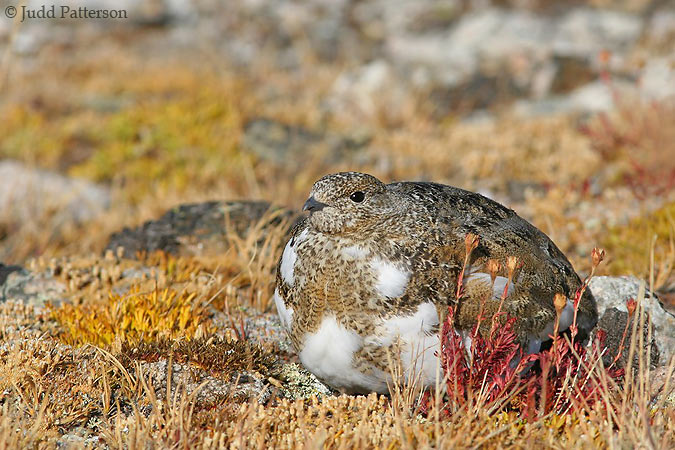 White-tailed Ptarmigan, Rocky Mountain National Park, Colorado, United States