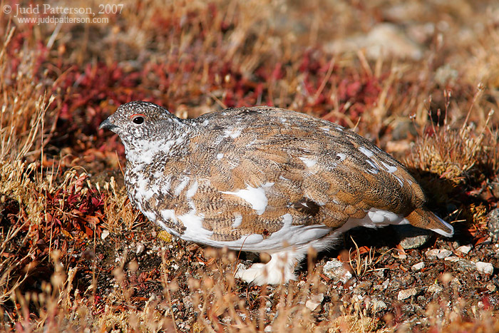 White-tailed Ptarmigan, Rocky Mountain National Park, Colorado, United States