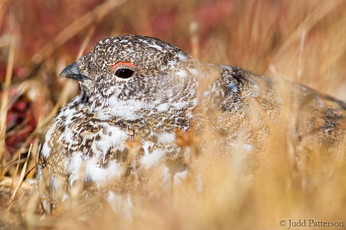 White-tailed Ptarmigan, Rocky Mountain National Park, Colorado, United States