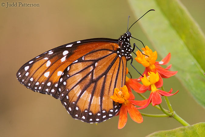 Queen, Cape Florida State Park, Miami, Florida, United States