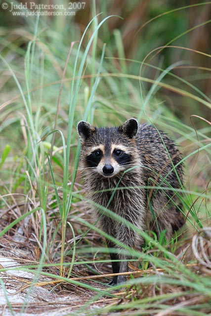 Raccoon, Fort De Soto Park, Florida, United States